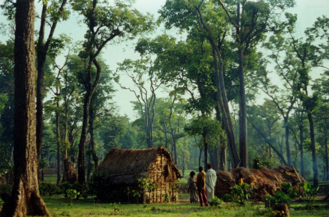 Forest in the Western Ghats, among India's biodiversity hotspots