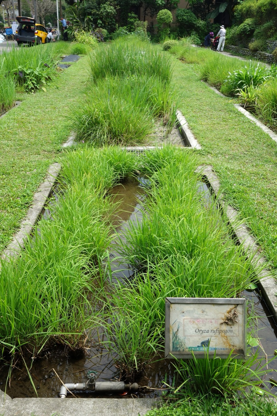 Oryza rufipogon, the wild progenitor of cultivated rice