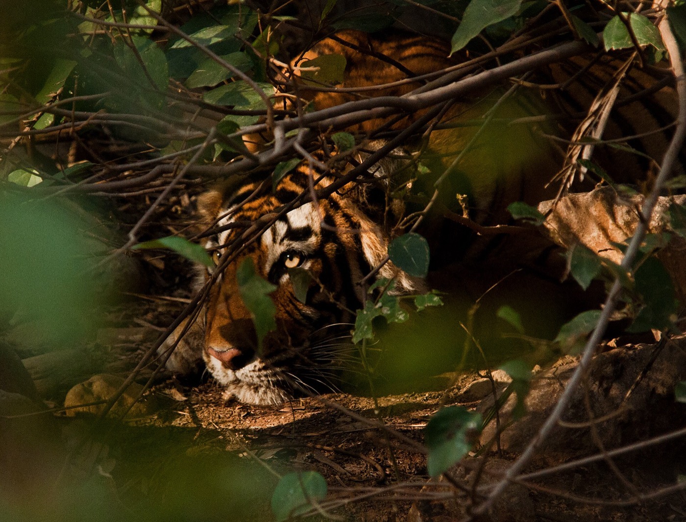 A Bengal tiger in an Indian tiger reserve