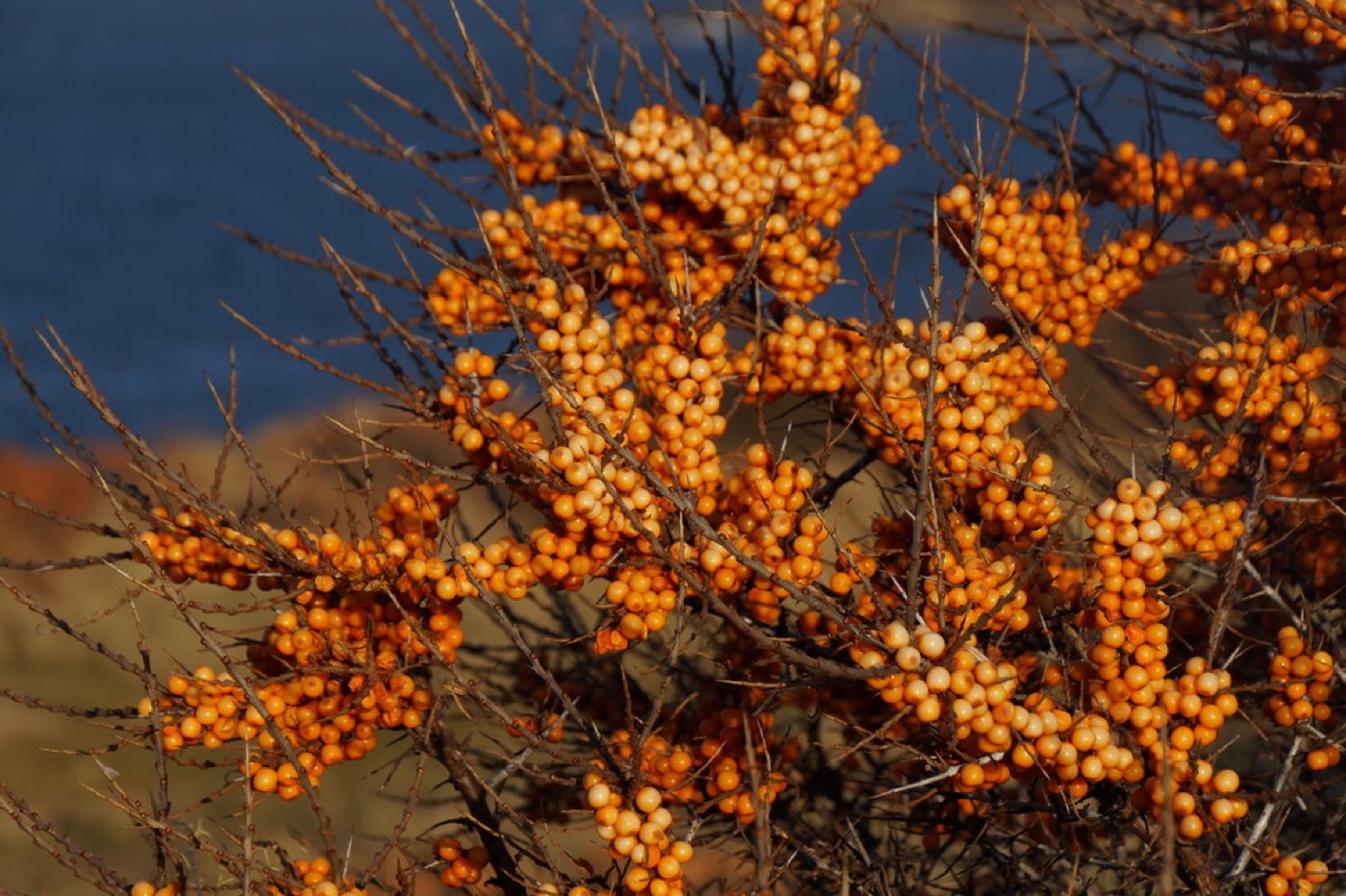 Orange seabuckthorn berries on the branch