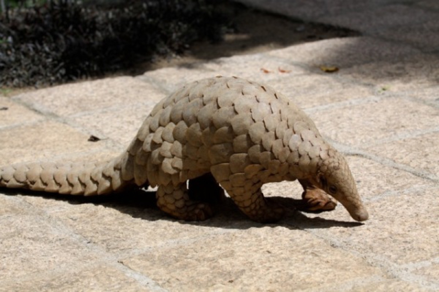 A pangolin, the world's most trafficked mammal