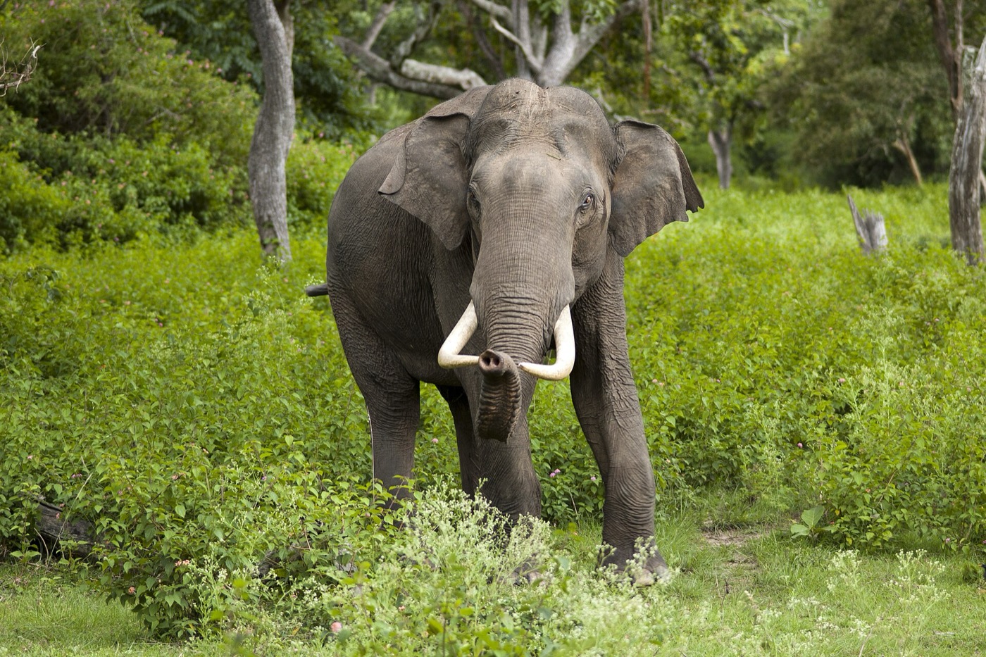 An Asian elephant