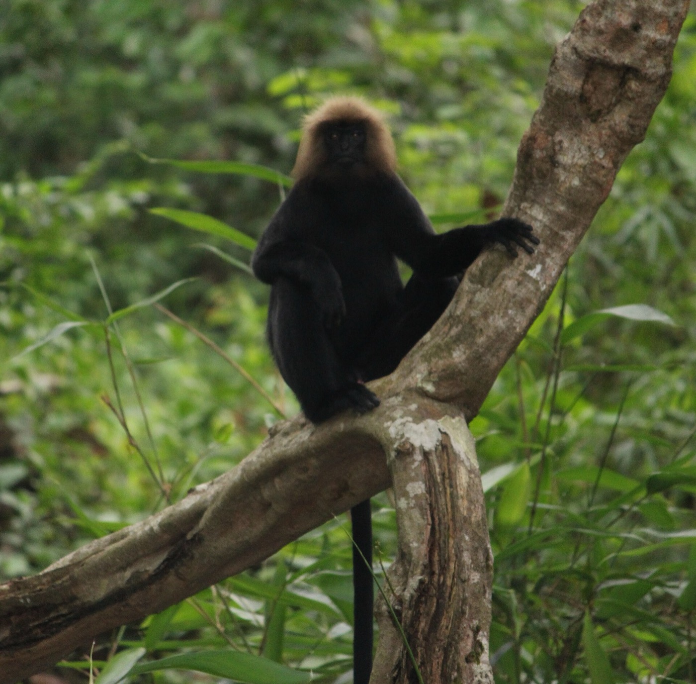 A lion-tailed macaque, endemic to the Western Ghats