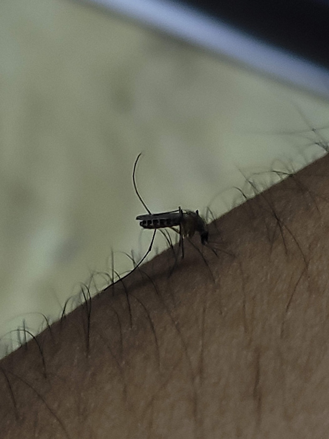Culex quinquefasciatus, the vector of lymphatic filariasis in India