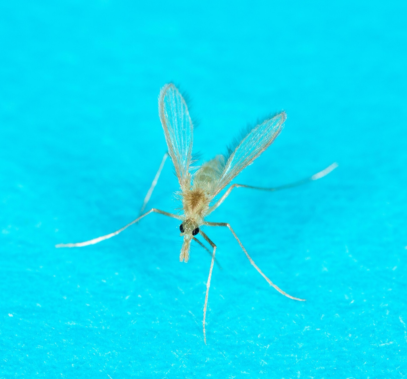 A Phlebotomus sand fly, the vector of Chandipura virus