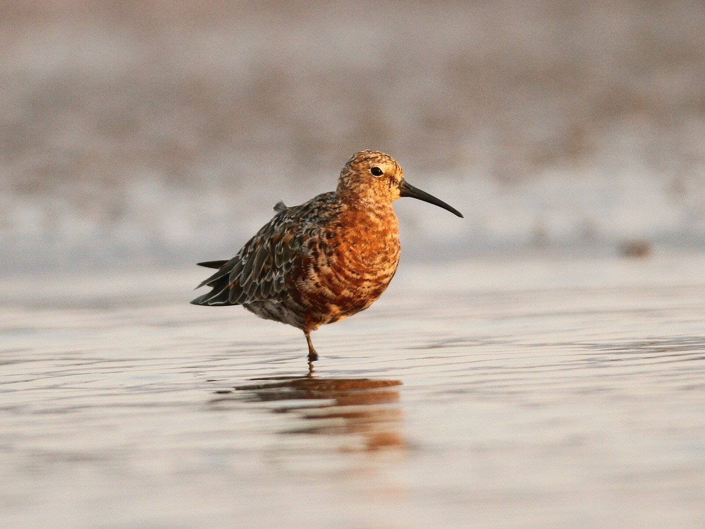 A Curlew Sandpiper, among the species recorded declining in the Gulf of Mannar