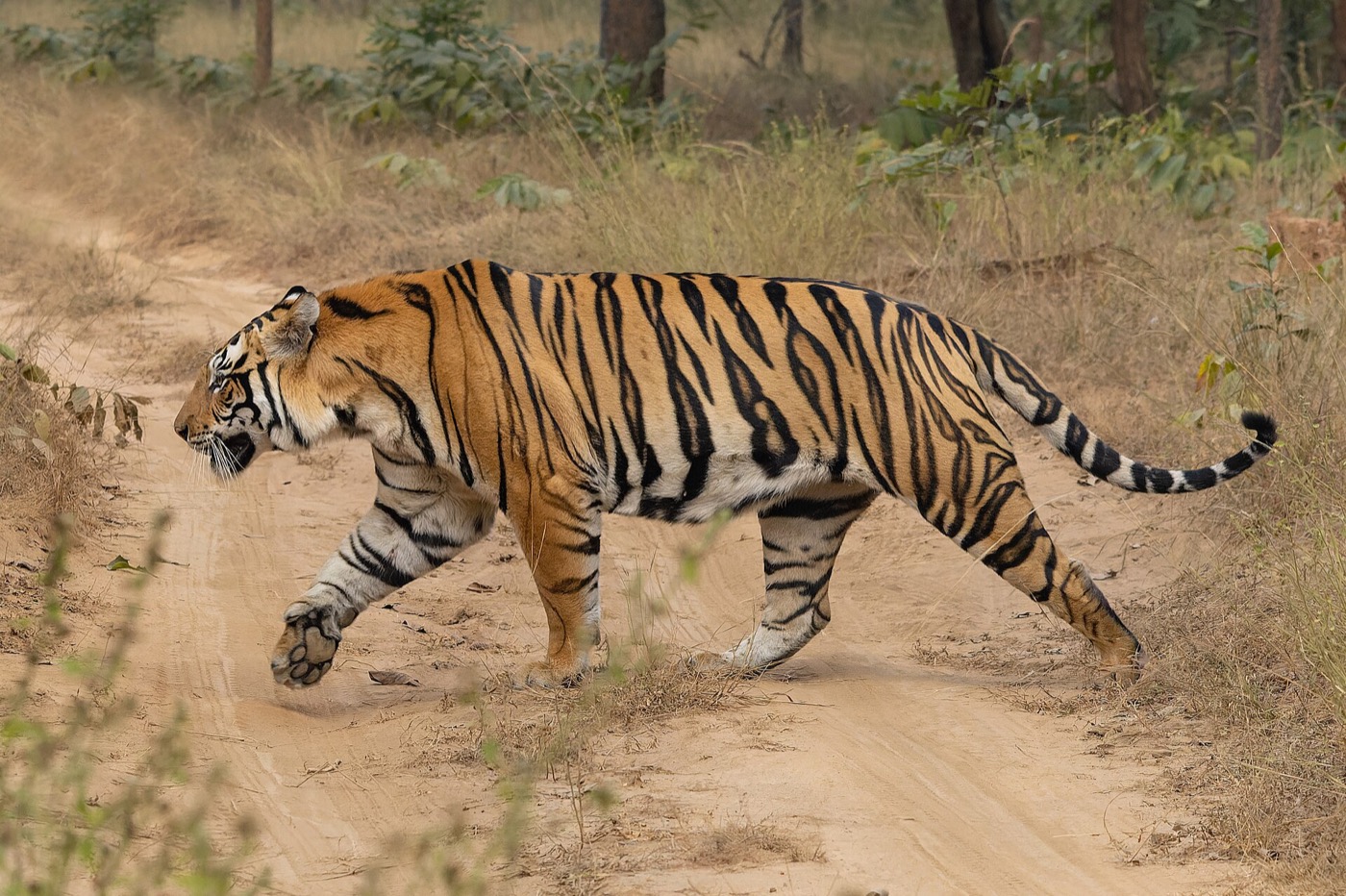 A Bengal tiger in an Indian forest