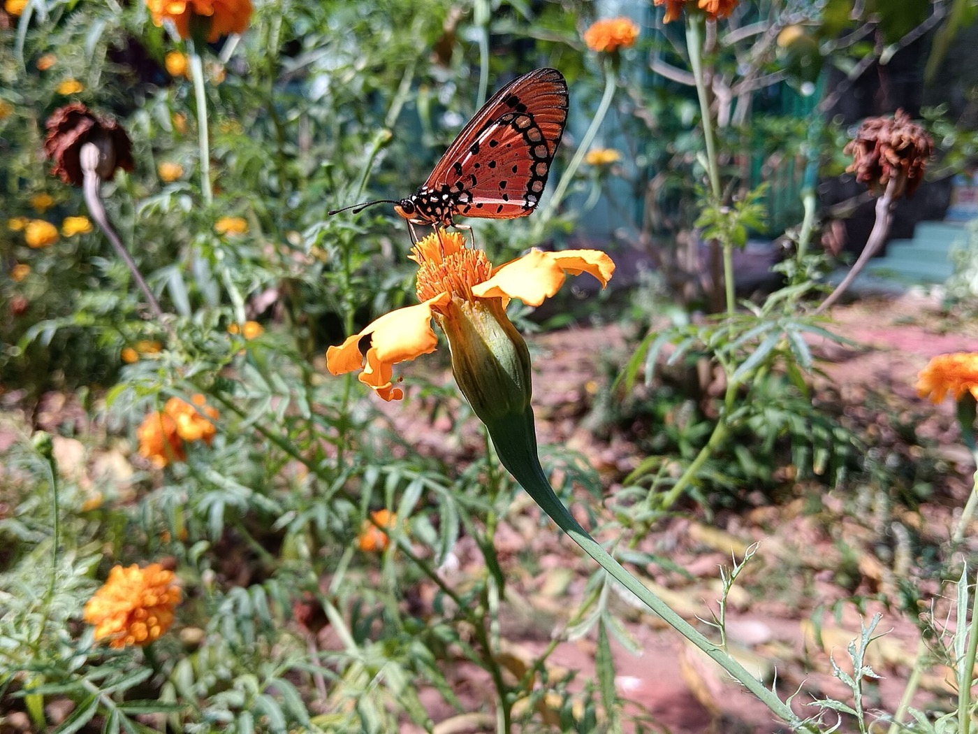 A butterfly feeding at a flower