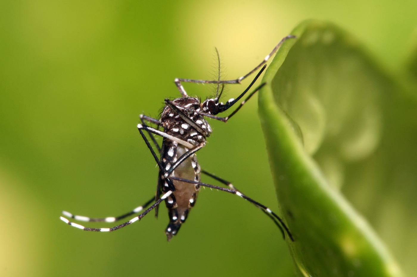 Aedes aegypti, the principal vector of dengue