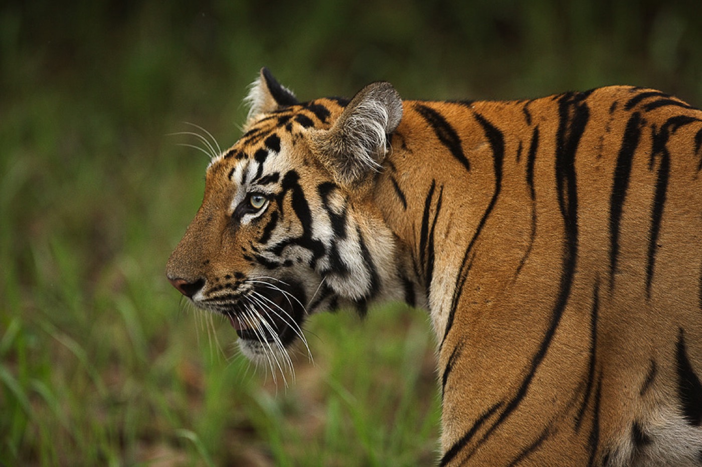 A Royal Bengal tiger in forest habitat