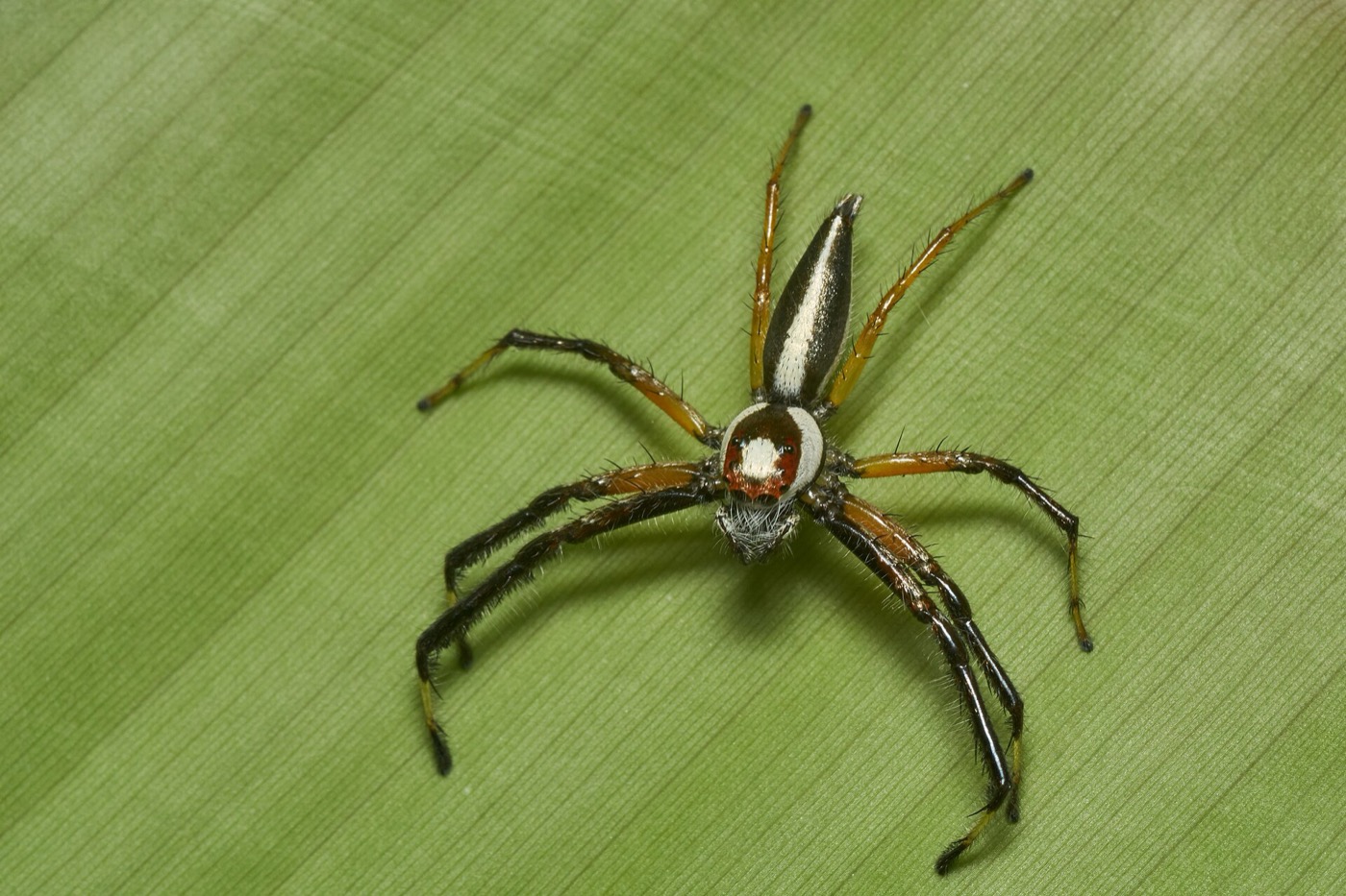 A spider of the kind documented by the Zoological Survey of India